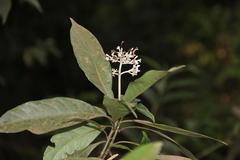 Chassalia curviflora var. ophioxyloides
